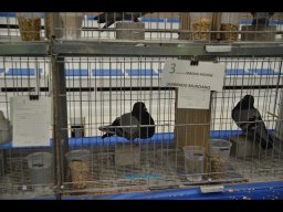 Concurso de Palomas 2012